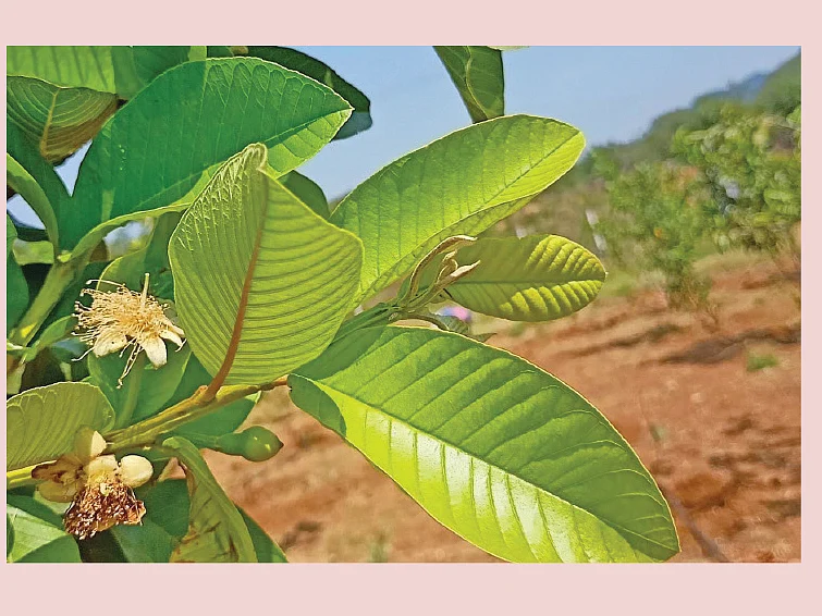 கொய்யாவின் வில்லன் தேயிலைக் கொசு...