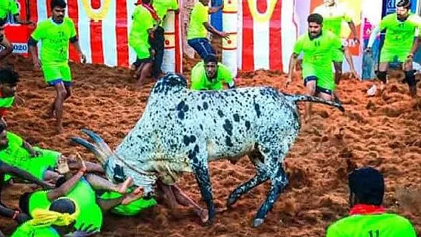ராவணன் காளை