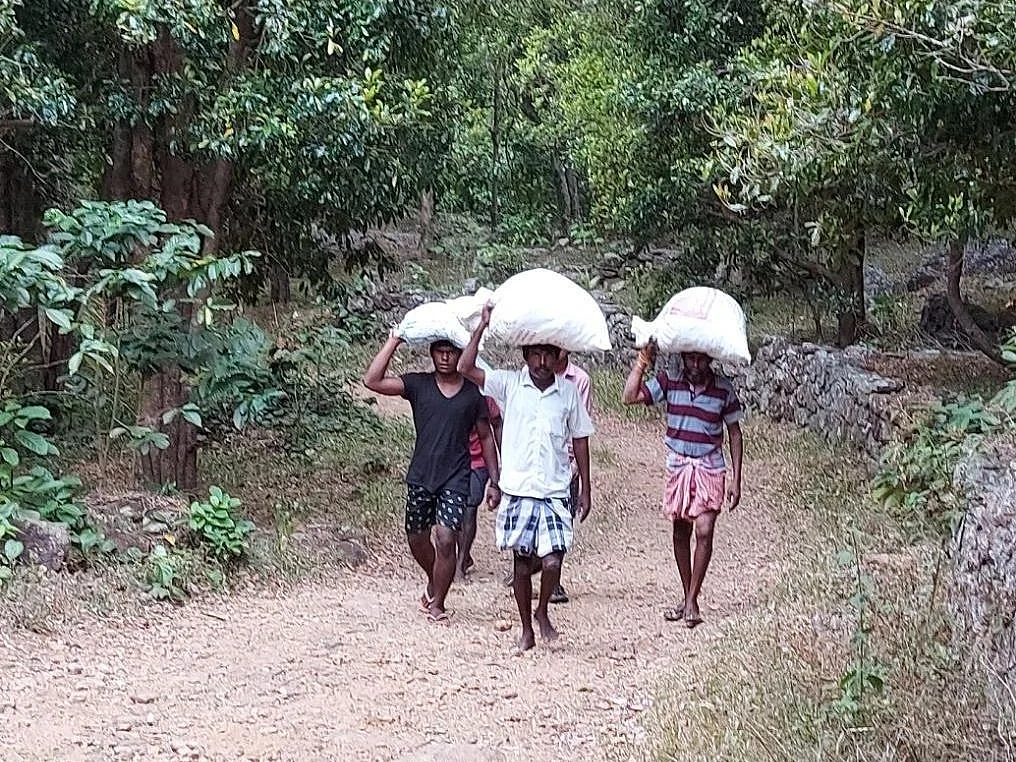 அறுவடை செய்யப்பட்ட கிராம்புகளை எடுத்துச் செல்லும் தொழிலாளர்கள்