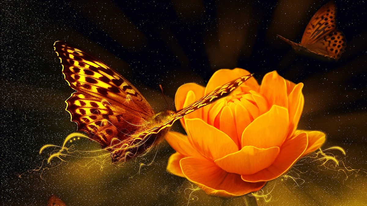 Butterfly