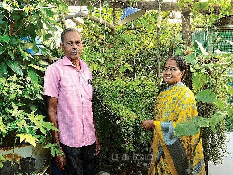 கீரை முதல் 'பிரான்ஸ்' பீன்ஸ் வரை... என் மாடி என் தோட்டம் மூலம் அசத்தும் 75 வயது இளைஞர்!