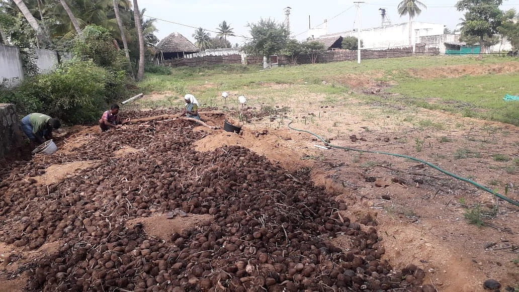 பனங்கிழங்கு உற்பத்தி