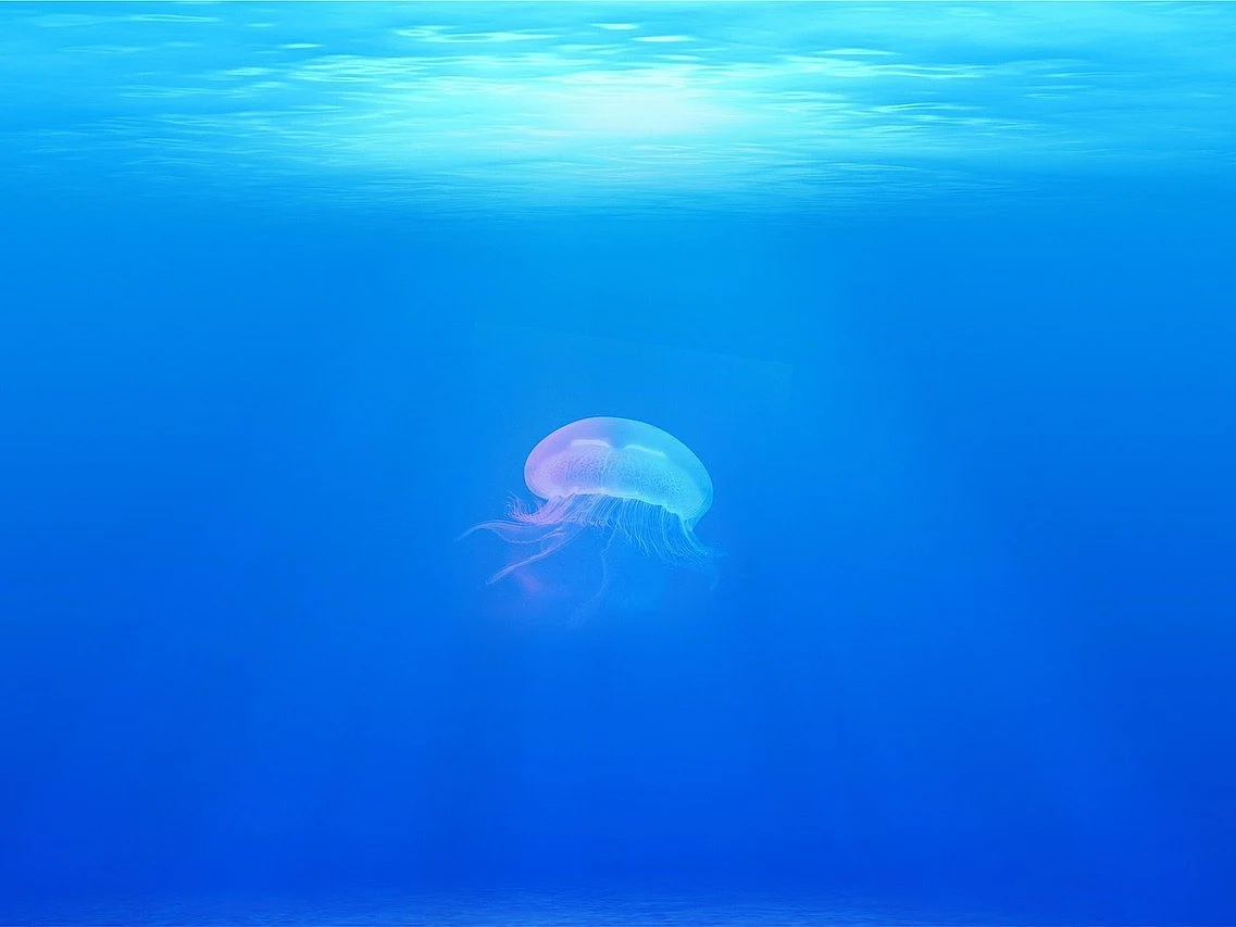Jellyfish