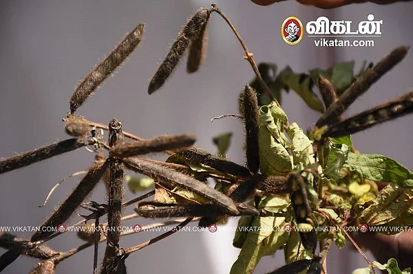 செடியிலேயே முளைத்துவிட்ட உளுந்து பயிர்