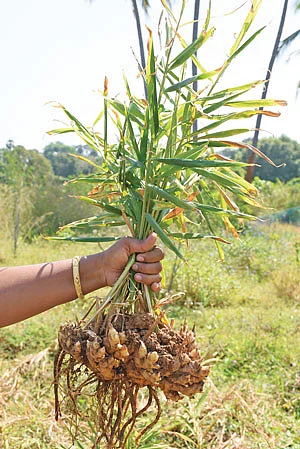 இஞ்சி