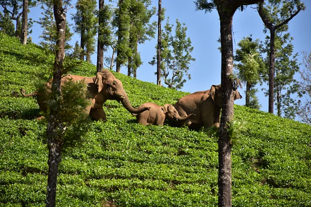 ஆபரேஷன் புரோக்கன் டஸ்கர்