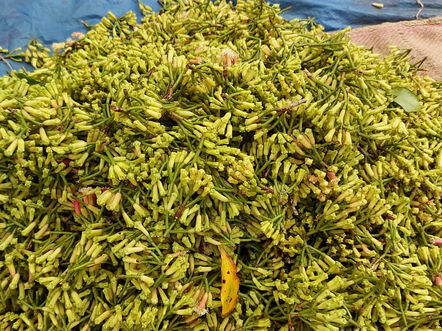 இறக்குமதி கிராம்புக்கு வரிக் குறைப்பு... வீழ்ந்த குமரி கிராம்பு விலை... விவசாயிகள் வேதனை!