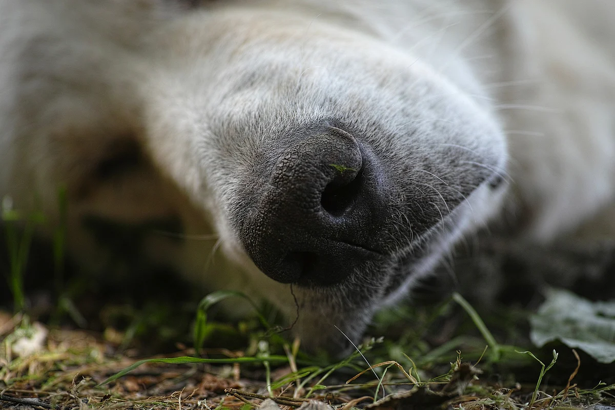 Dog death