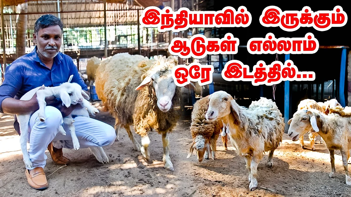 Goat farm