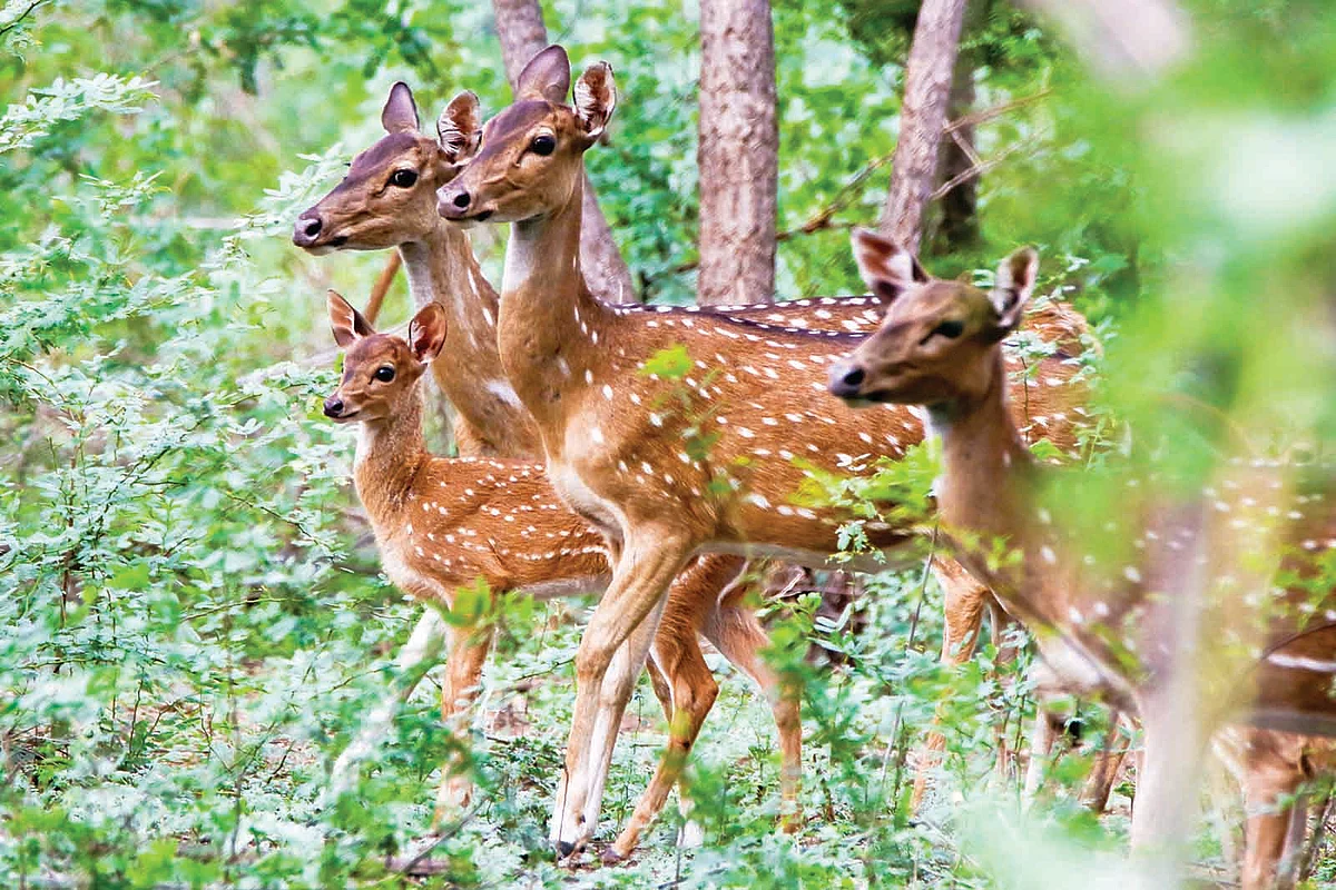 தலமலை