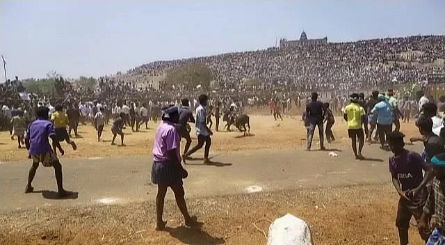 அரளிப்பாறை மஞ்சுவிரட்டு