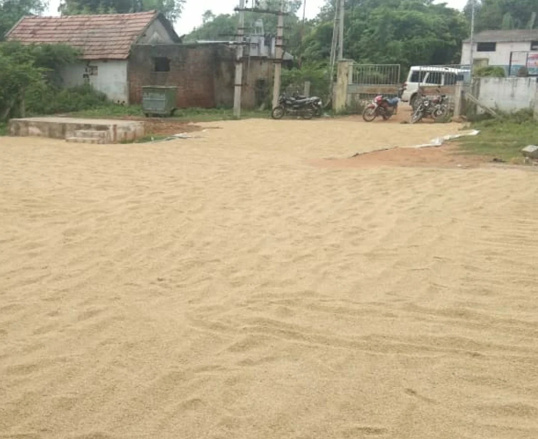 சம்பா நெல்