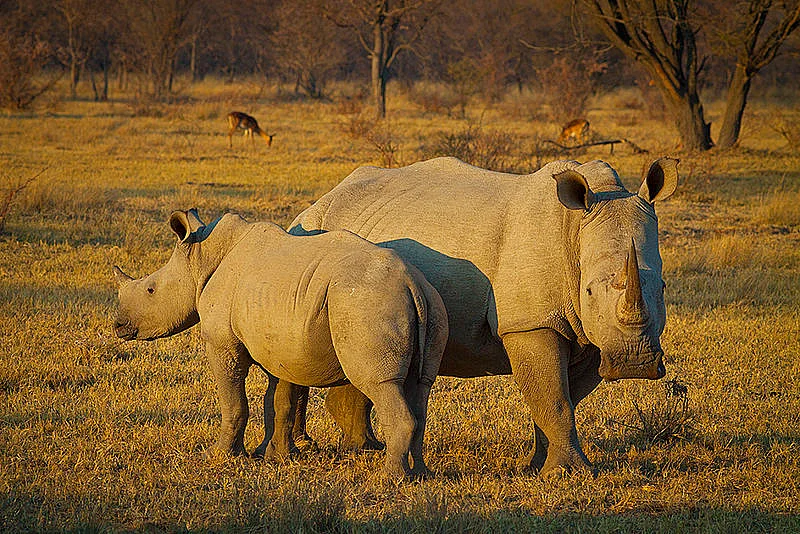 White Rhinos