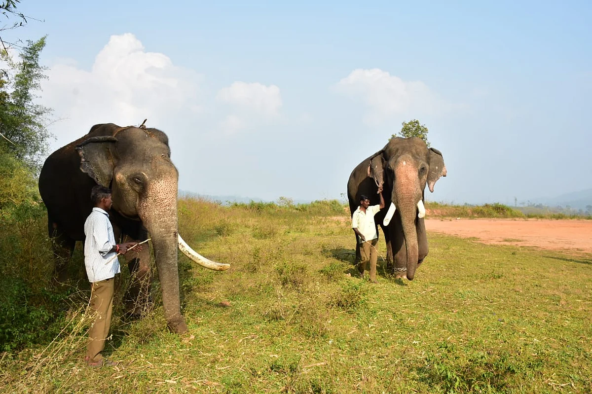 கும்கிகள்