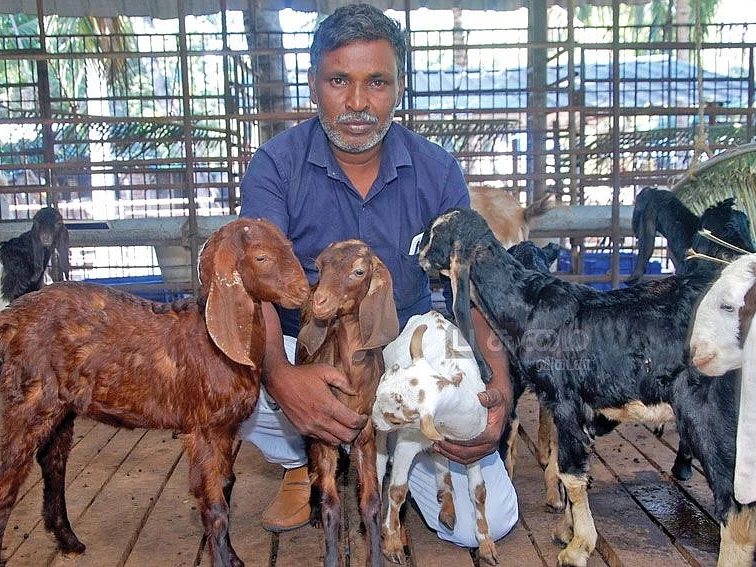 பார்பாரி, பன்னூர், சிரோகி, ஜாலாவாடி...
விதவிதமான வெளிமாநில ஆடுகள்..!