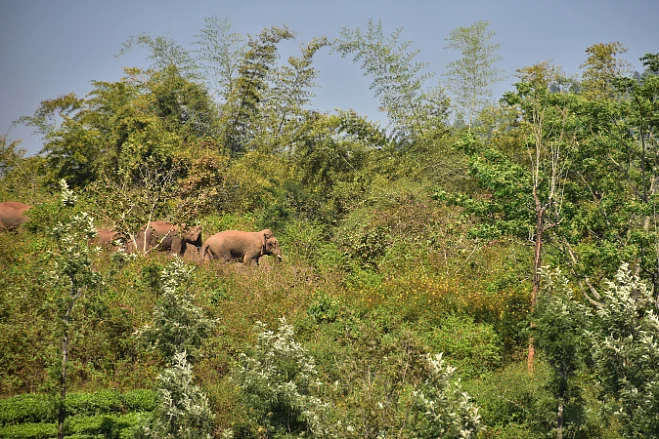 ஆபரேஷன் புரோக்கன் டஸ்கர்