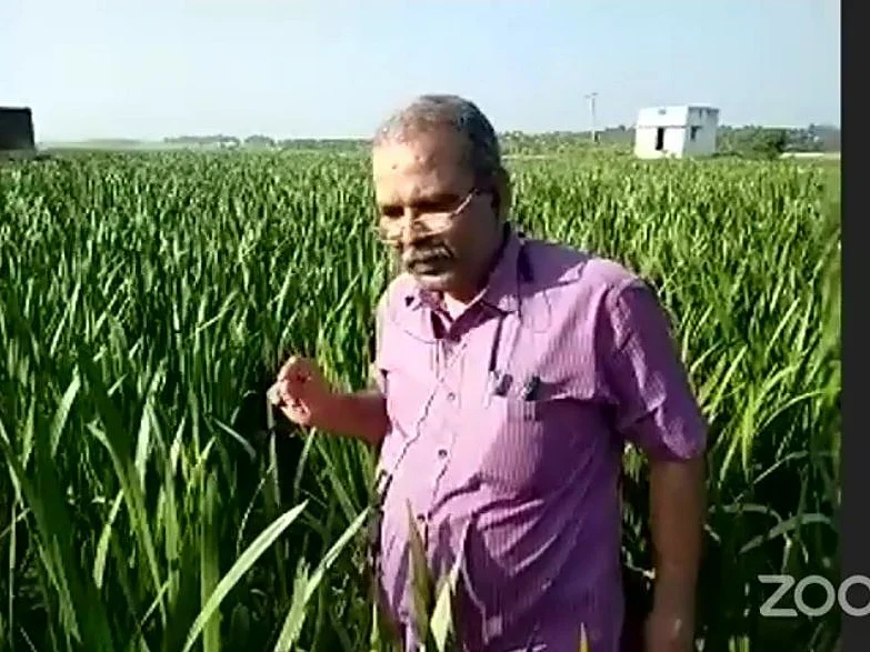 மாவுப்பூச்சிக்கு 3ஜி கரைசல்!