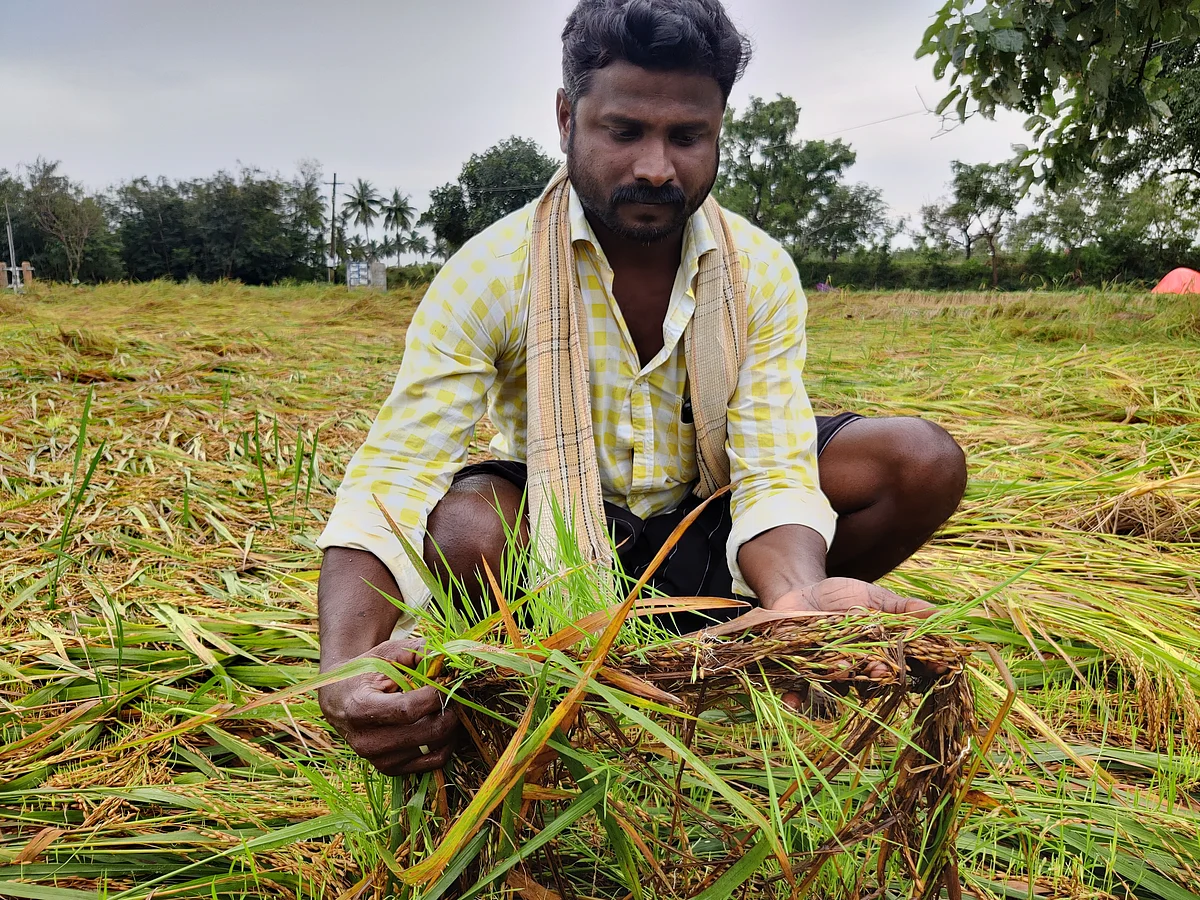 புதுக்கோட்டை: பயிர் சேதங்களை ஆய்வுசெய்த மத்திய குழு... ஏக்கருக்கு ரூ.30,000 கோரும் விவசாயிகள்