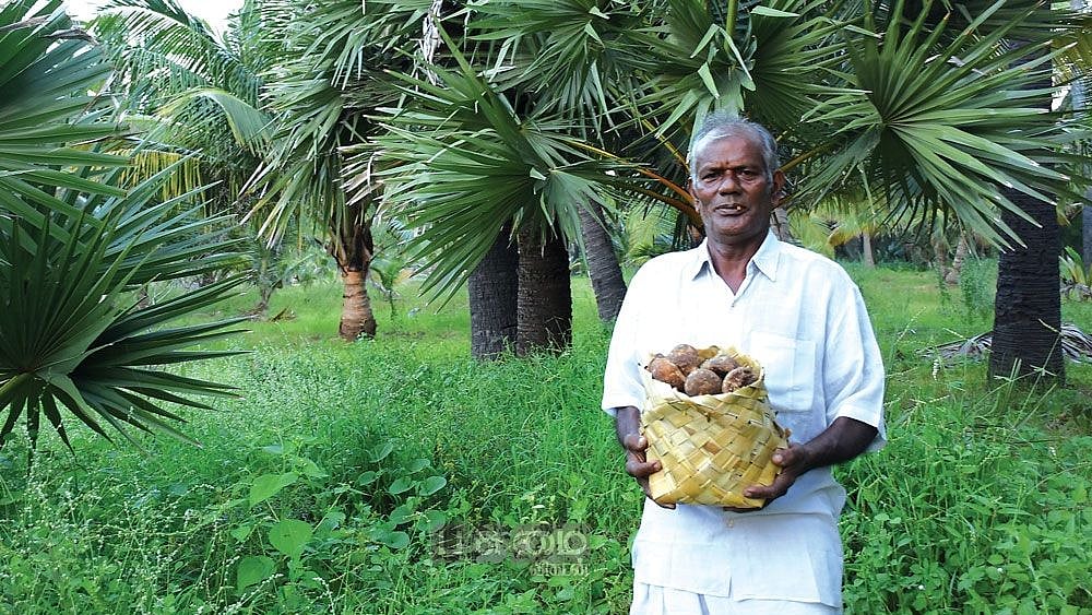 பனங்கருப்பட்டியுடன் ராமலிங்கம்