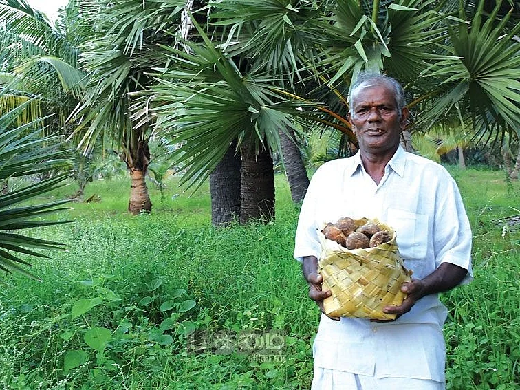 பனை கொடுக்கும் வருமானம்!
இனிக்கும் கருப்பட்டி, கற்கண்டு!
