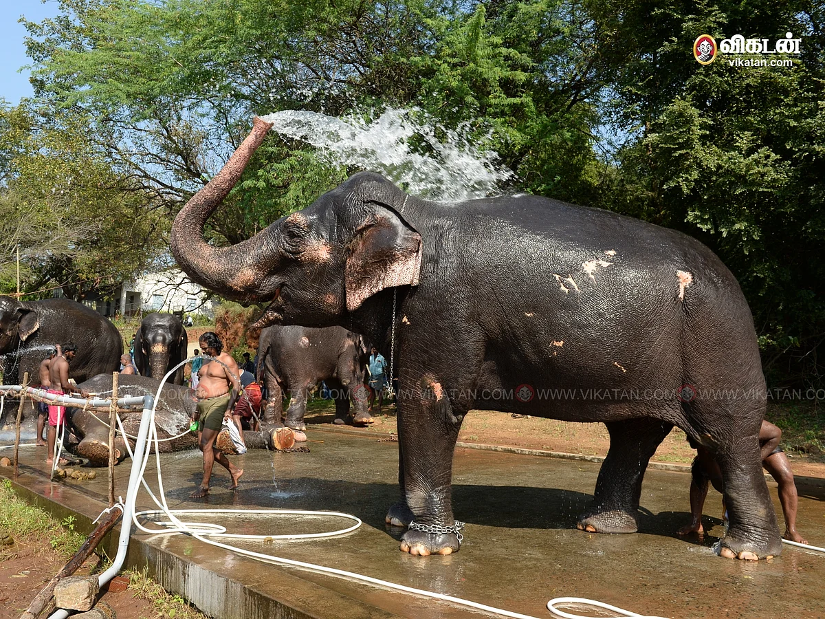 `ஜாலி' கிளைமேட், மாறாத அன்பு... புத்துணர்வு முகாமிற்கு வந்த 26 யானைகள்... சிறப்பு தொகுப்பு!