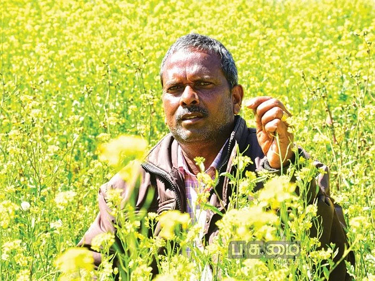வேர்ப்புழுக்களை விரட்ட கடுகு பயிர்! - இயற்கை முறையில் அசத்தும் ஊட்டி விவசாயி!