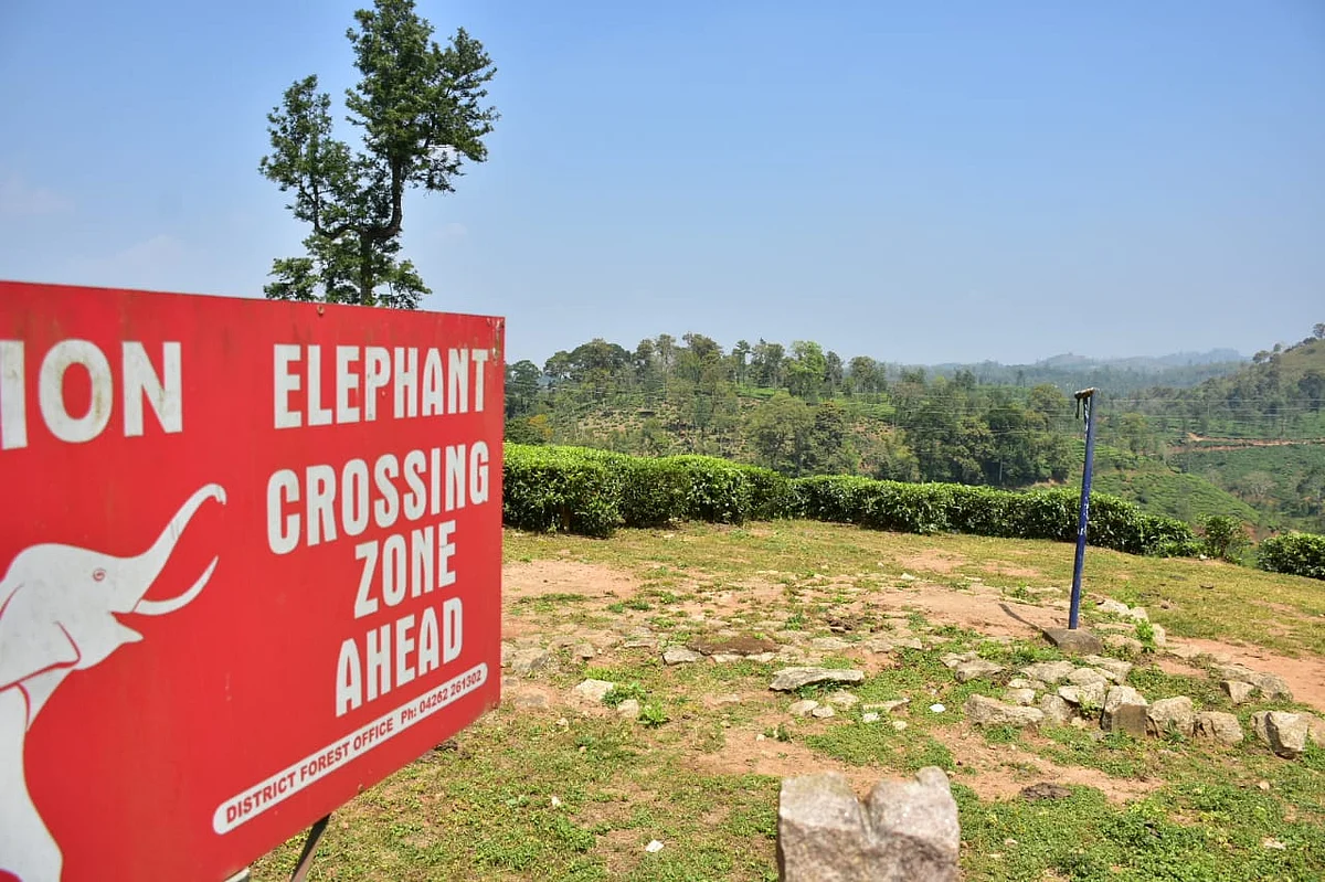 elehant crossing area