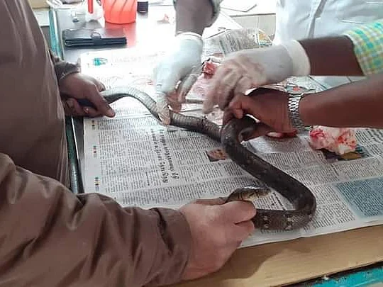 நீலகிரி: குடல் வெளிவந்த பாம்பு... ஒரு மணி நேர அறுவை சிகிச்சை... காப்பாற்றிய கால்நடை மருத்துவமனை!