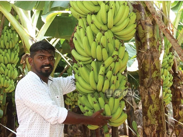 ஏக்கருக்கு ரூ.1,52,000 - வாழைச் சாகுபடியில் முத்தான வருமானம்!