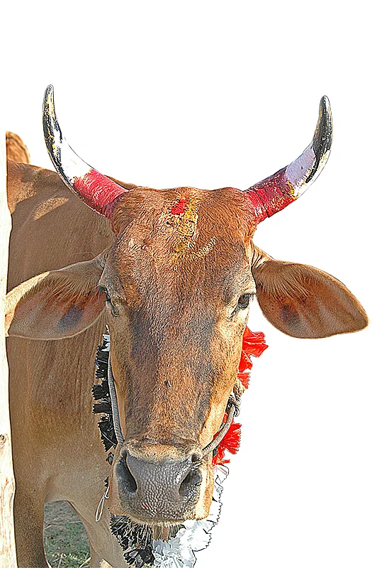 வீட்டுமனை... வியக்கவைக்கும் நிமித்த பலன்கள்!