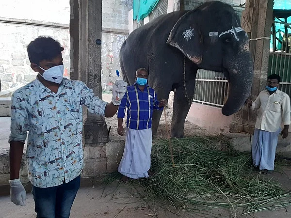 நெல்லையப்பர் கோயில் யானை