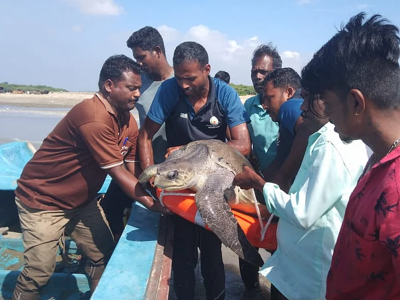 வேதாரண்யம்: சேற்றில் சிக்கி உயிருக்குப் போராடிய ஆமை... மீட்டு கடலில் சேர்த்த வனத்துறையினர்!