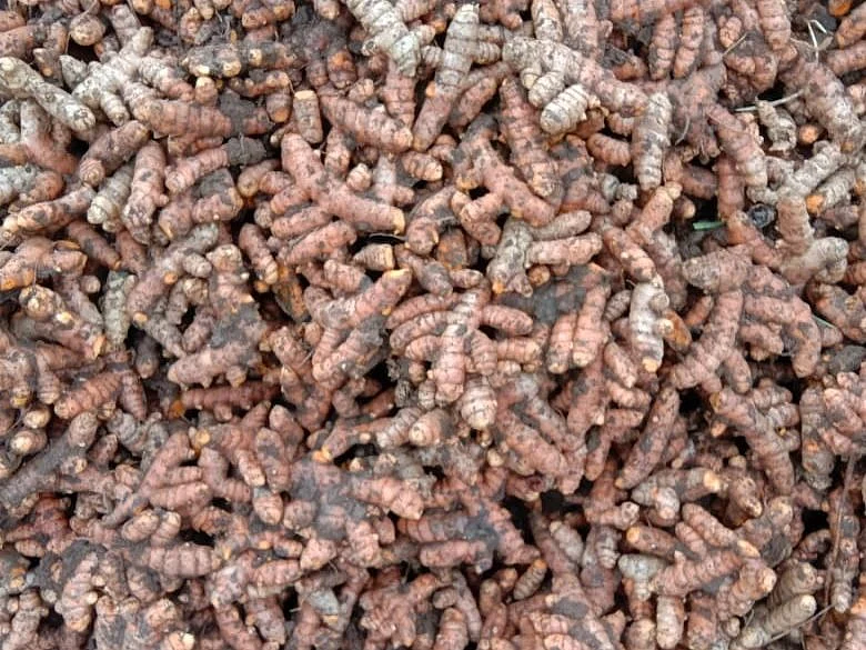 மஞ்சள்