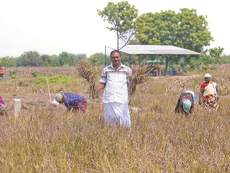 காலை வாரிய பருத்தி, மக்காச்சோளம்... கைகொடுத்த மானாவாரி வரகு!