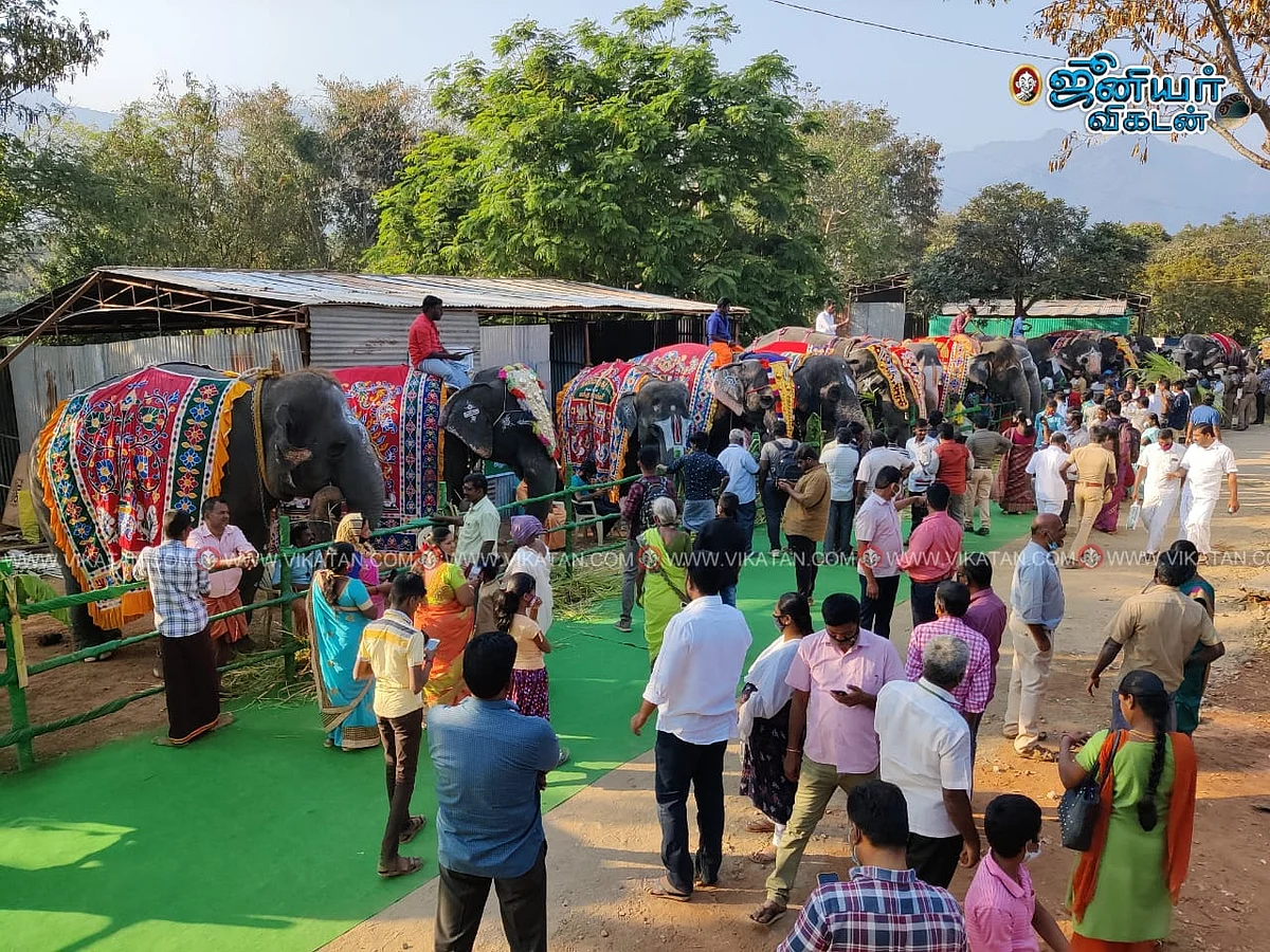 தேக்கம்பட்டி முகாம்: தாமதமாக வந்த அமைச்சர்கள்! - 3 மணி நேரம் காக்கவைக்கப்பட்ட யானைகள்