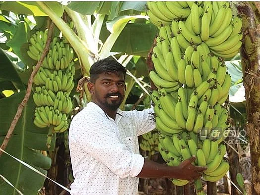 வாழை