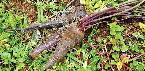 கறுப்பு கேரட்