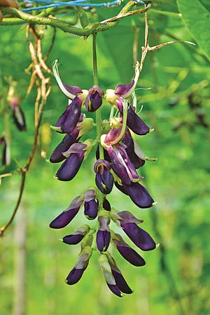 பூனைக்காலி பூ