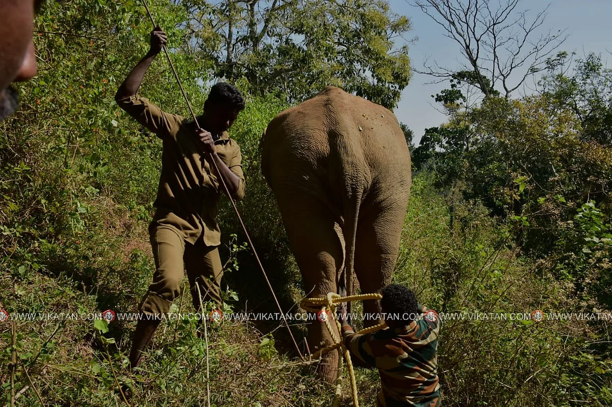 யானை
