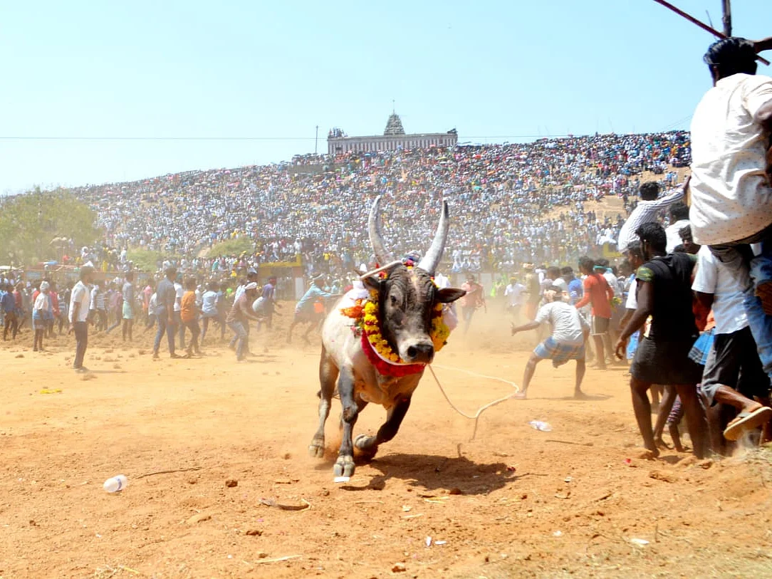அரளிப்பாறை மஞ்சுவிரட்டு: சீறிப்பாய்ந்த காளைகள்! - 4 பேர் பலி; 94 பேர் காயம்