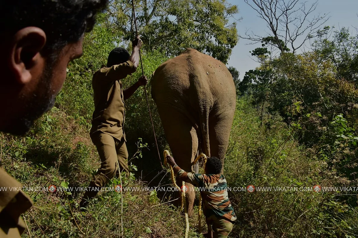 யானை