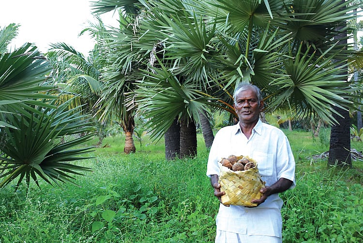 பனங்கருப்பட்டியுடன் ராமலிங்கம்