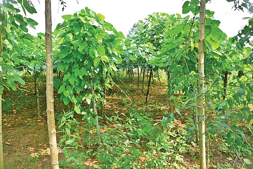 பூனைக்காலித் தோட்டம்