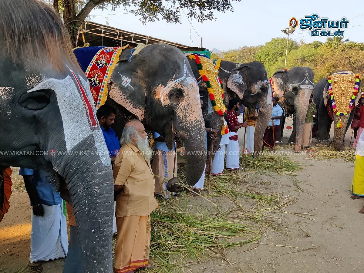 யானைகள் முகாம்
