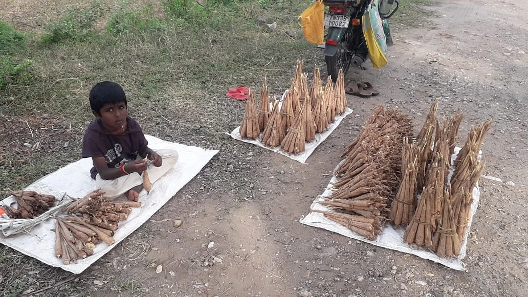 பனங்கிழங்கு விற்பனை