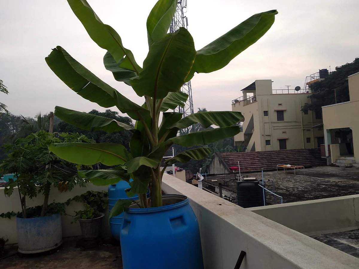 மாடித்தோட்ட வாழை