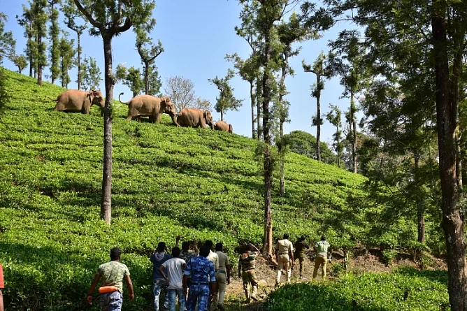 ஆபரேஷன் புரோக்கன் டஸ்கர்