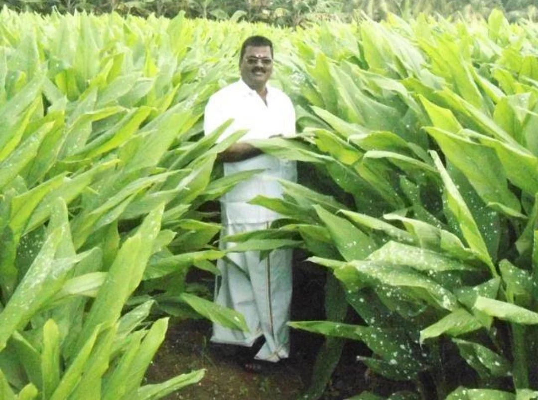 மஞ்சள் சாகுபடி