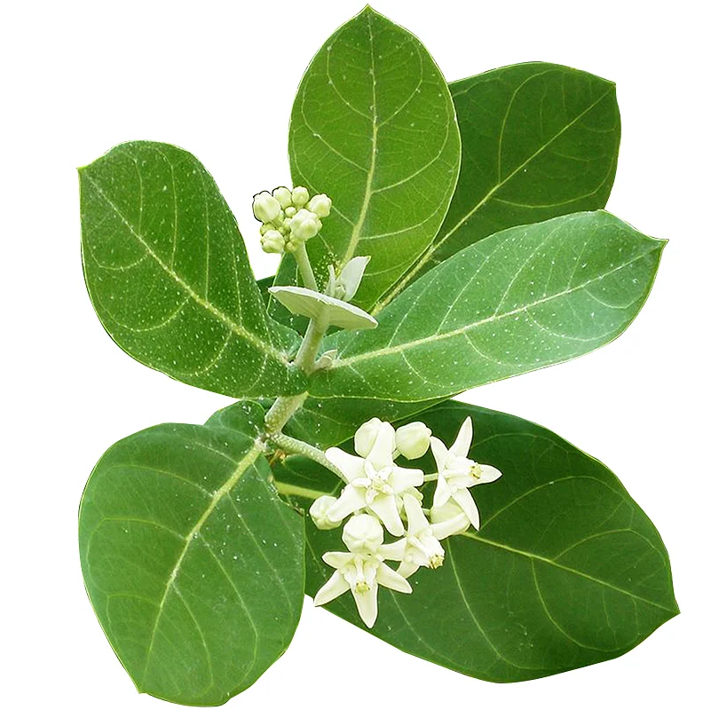 எருக்க இலை