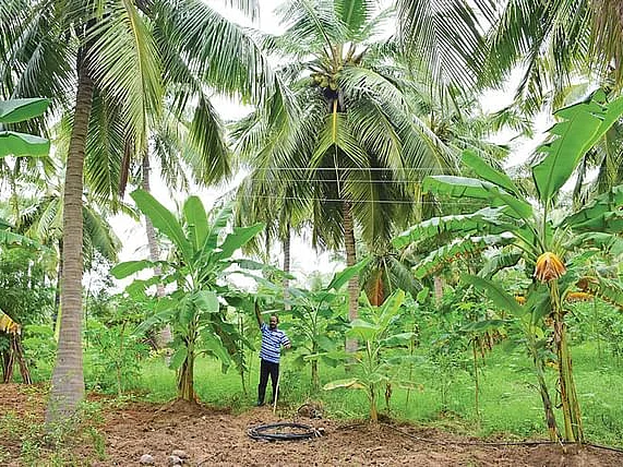 வாழை